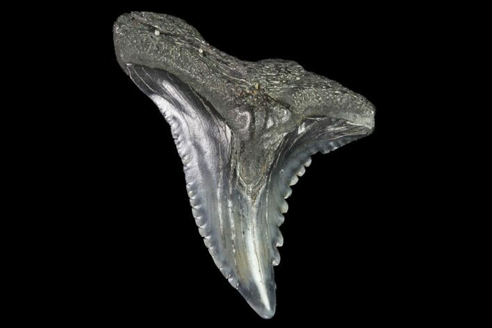 Hemipristis Shark Tooth Fossil - Virginia #96689